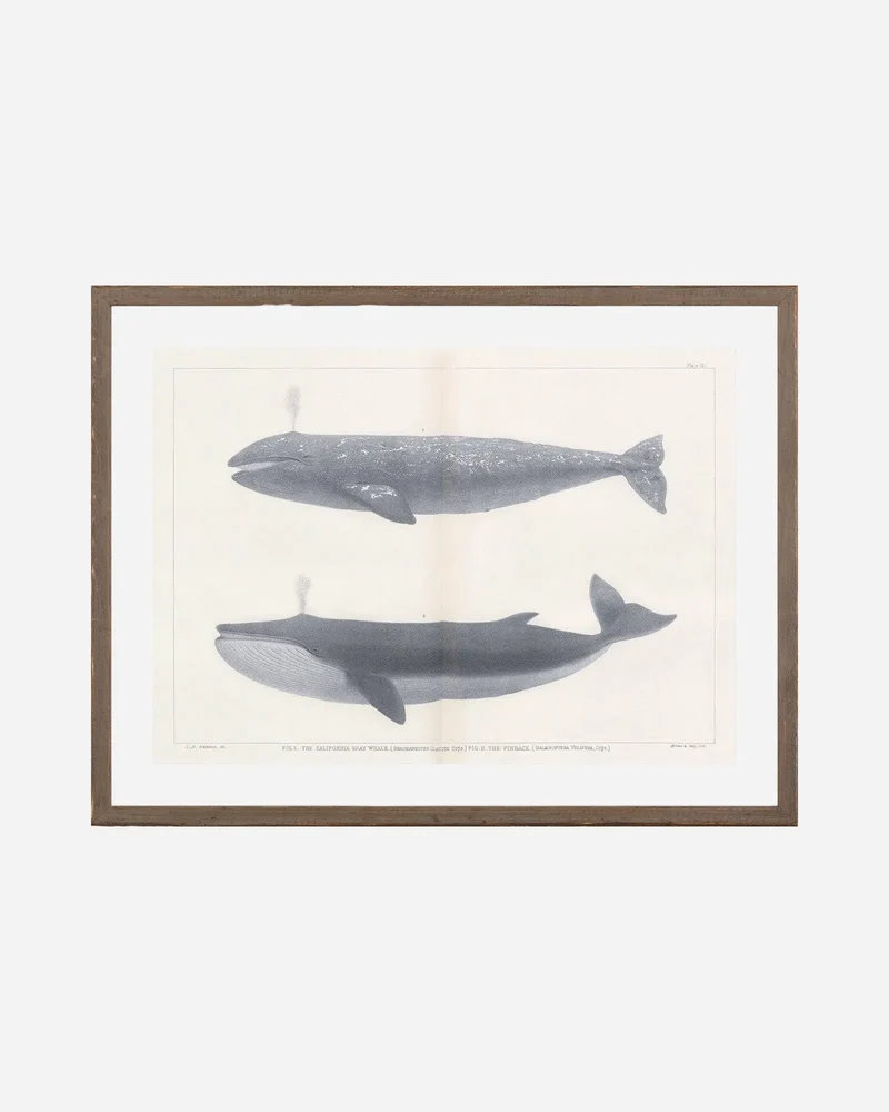 VINTAGE WHALE SERIES IV Cadre