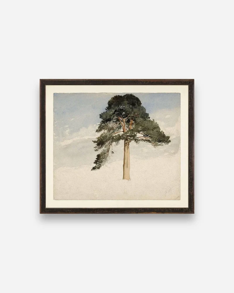 SCOTTISH FIRTREE 1849