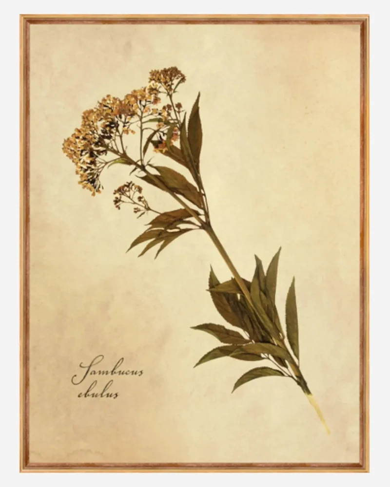 SAMBUCUS EBULUS