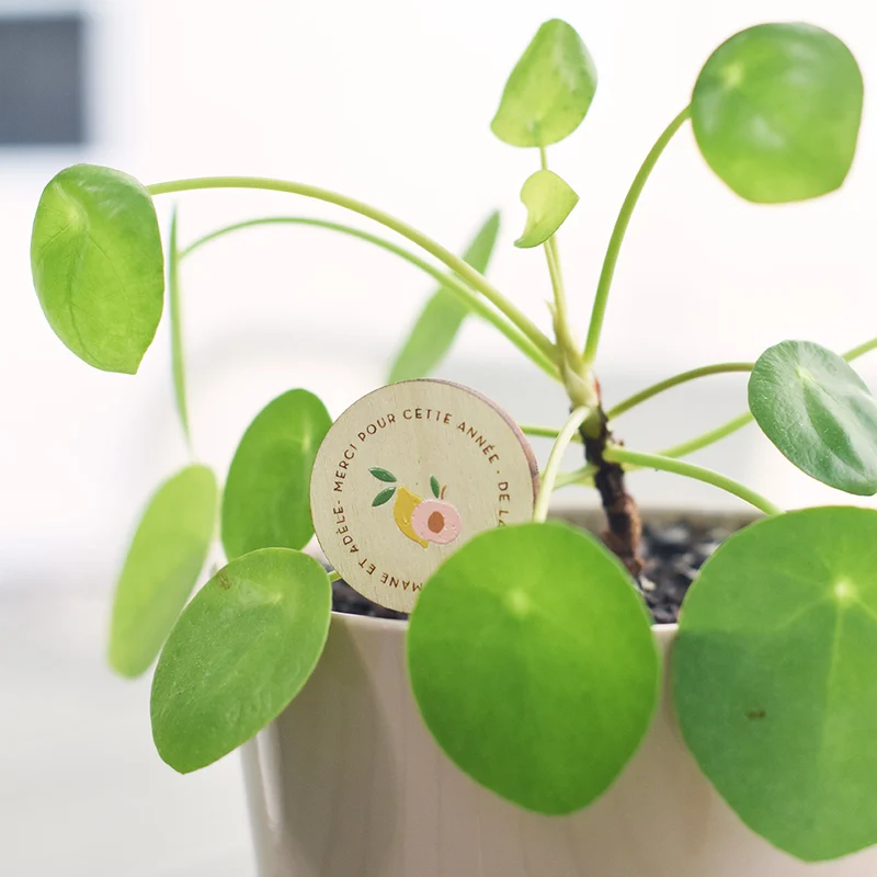 Pique pour petite plante Fin d'année citron