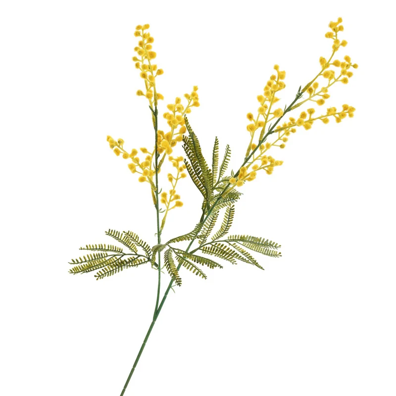 Tige de fleurs de mimosa