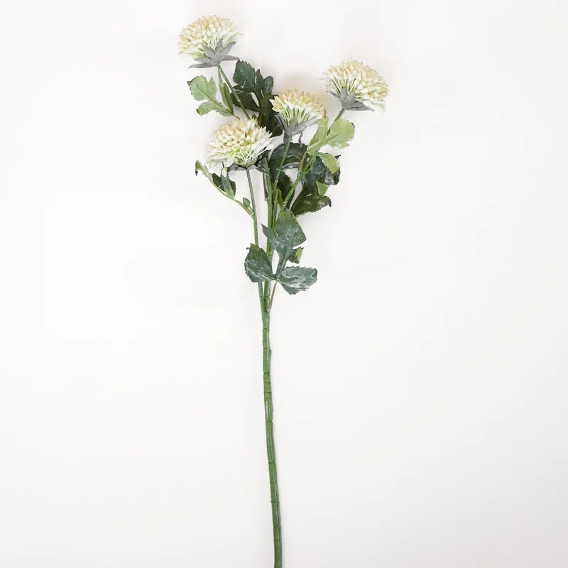 Tige de fleurs de scabieuse - Crème
