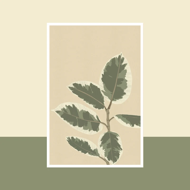 Carte Ficus El Tineke