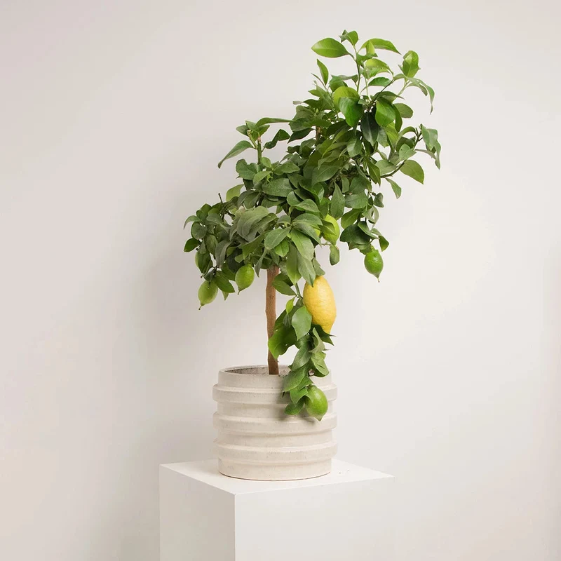 Cache-pot Strié