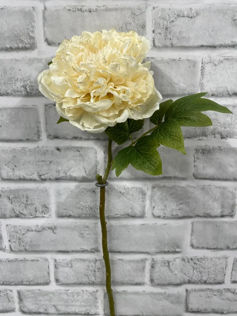 Pivoine anglaise séchée 19,5 po – Crème