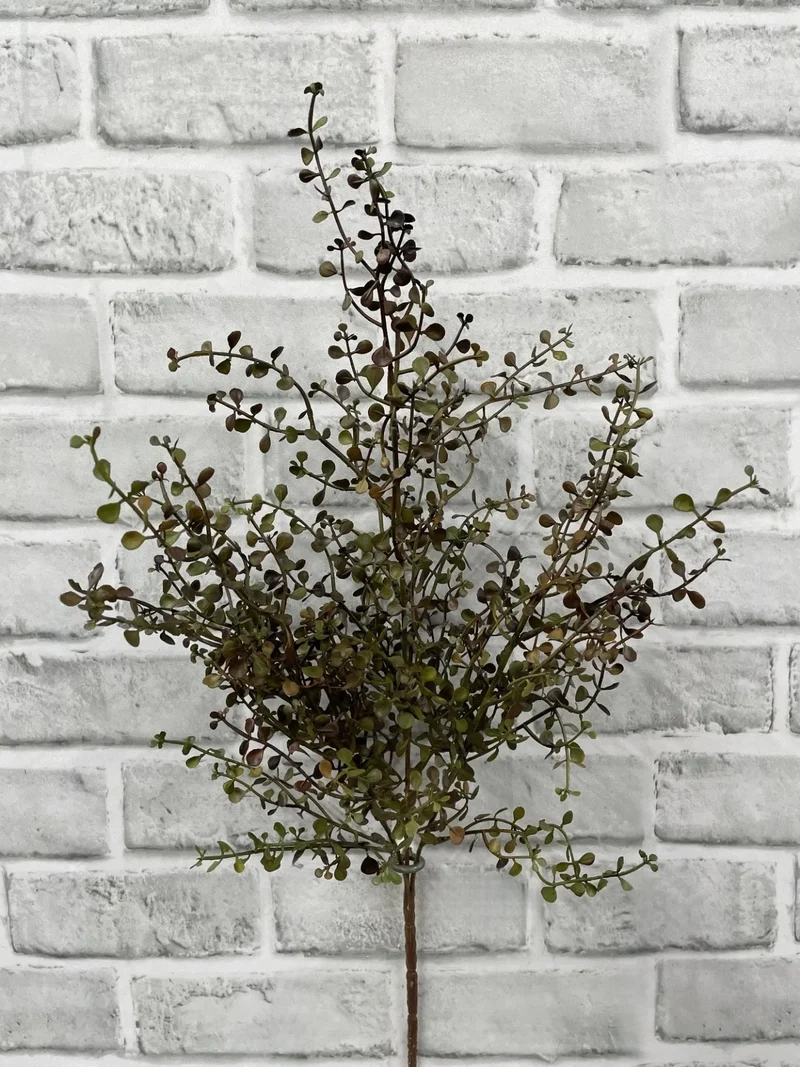 Buisson Baby Tears 20 po – Bourgogne et vert