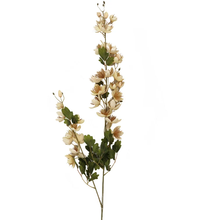 TIGE THALICTRUM, CAFÉ, 42
