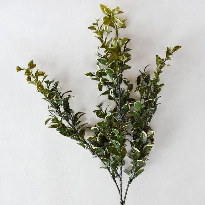 Branche EUONYMUS 26''