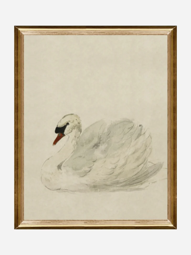 WHITE SWAN Toile encadrée
